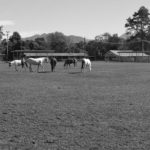 Arena