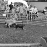 Cattle Dog Display - Annual Show